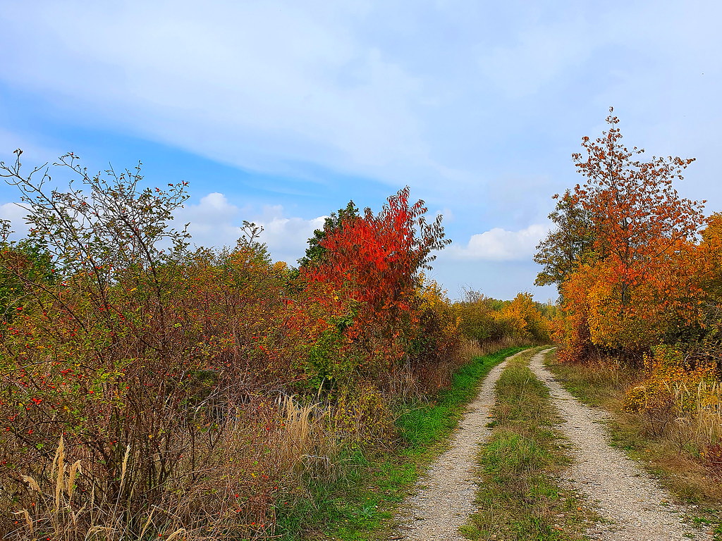 Autumn colors, Germany 2022 Siglinde Flickr