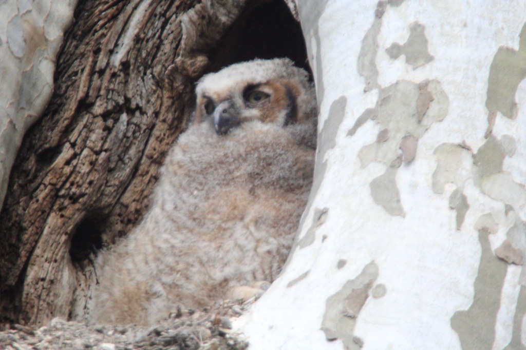 IMG_5722 great horned owl baby april 16, 2022 mount joy pa… Flickr