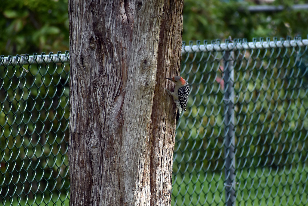 RedBellied Woodpecker Here's another time killer from the… Flickr