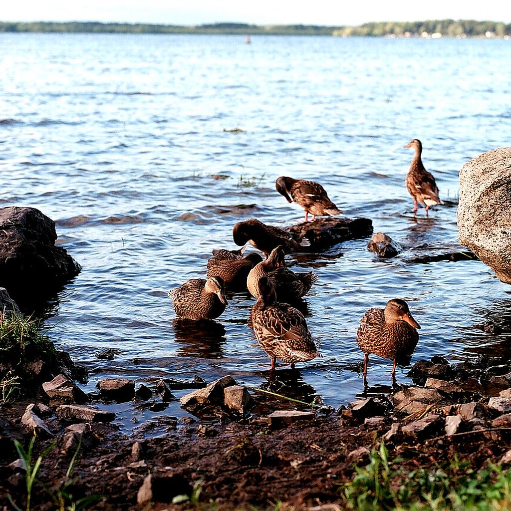 wading quackers 000070180008 Muskrat Bay Hasselblad 500C/M… Flickr