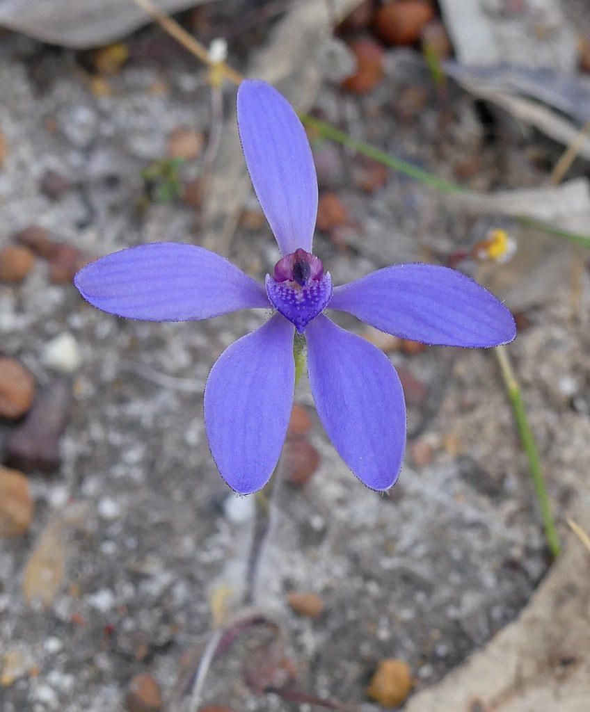 Powder Blue China Orchid Cyanicula ashbyae These ones fr… Flickr