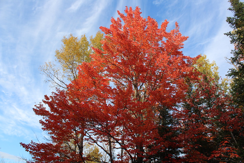 Fall Colors in Turtle Creek, New Brunswick Colorful fall f… Flickr