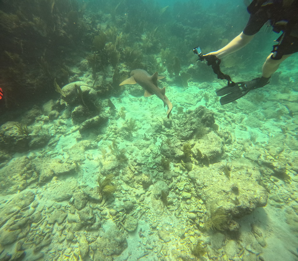 Tom dive key largo (26) DCIM\100GOPRO\GOPR0370.JPG Flickr