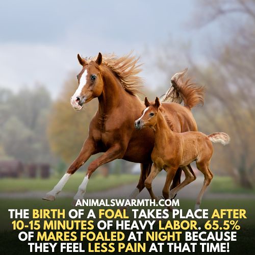 Horses Feel Pain When Giving Birth Horses do feel pain whe… Flickr