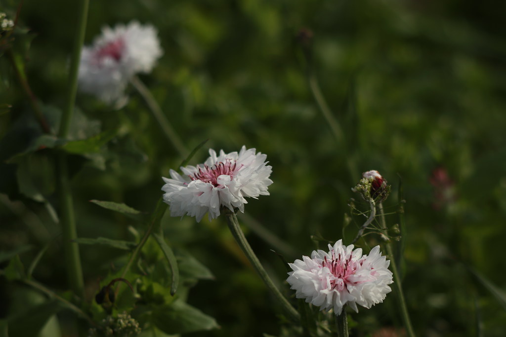 Cornflowers growing wild Kelly Flickr