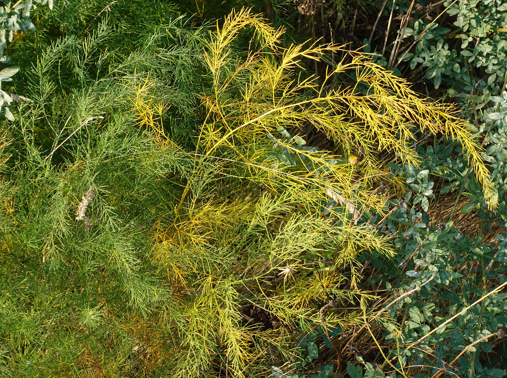 Autumn colour, green to yellow Blackie Spit Environmental … Flickr