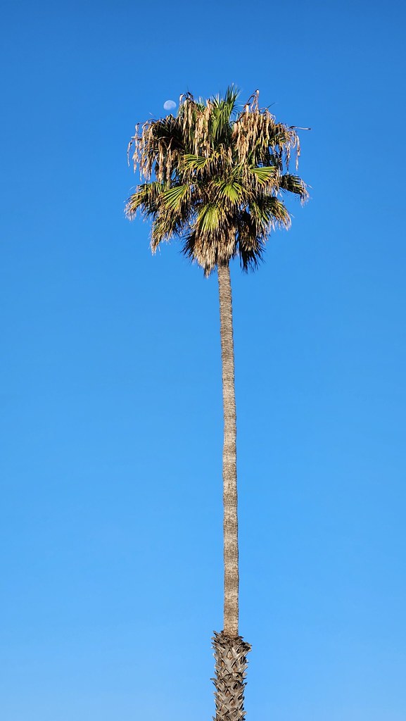 20220914_075511 Palm Tree, Ventura CA Laban West Flickr