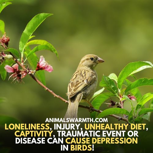 Birds feel depressed Birds can get depressed due to loneli… Flickr