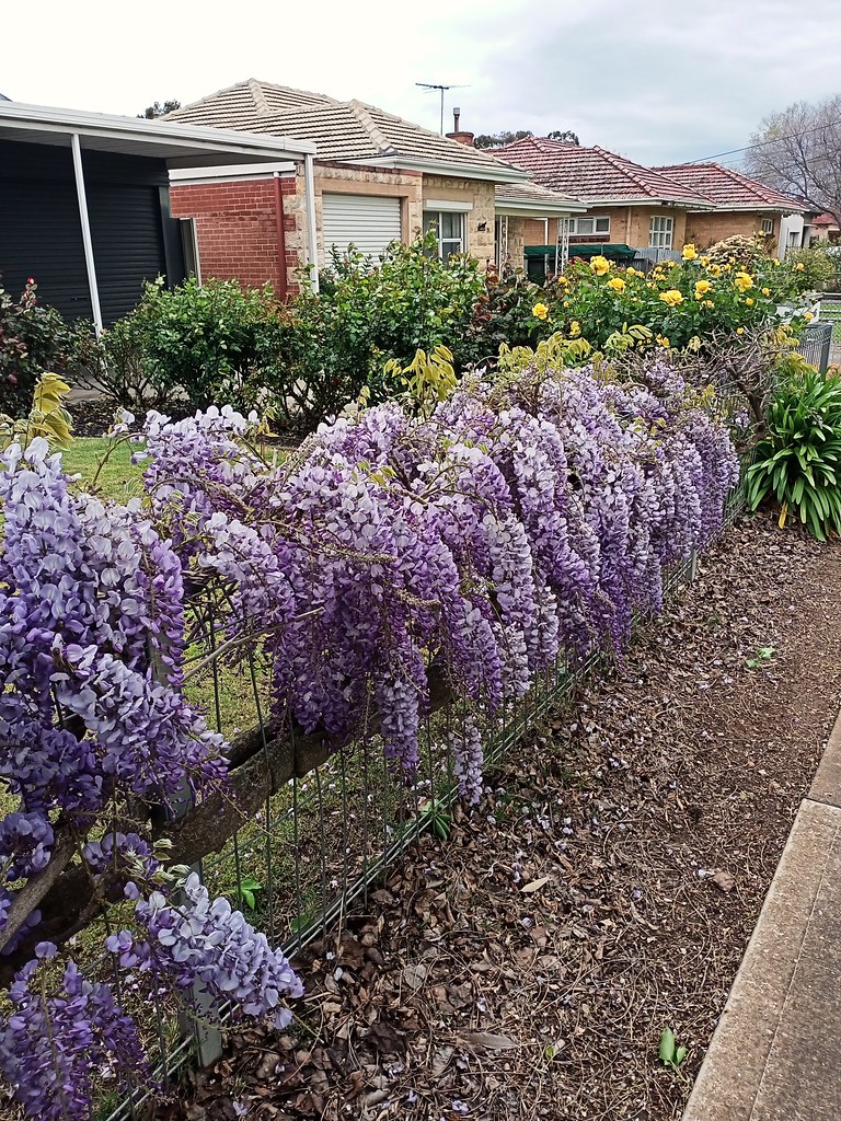 Australia suburban garden in Plympton Adelaide 2022 Flickr