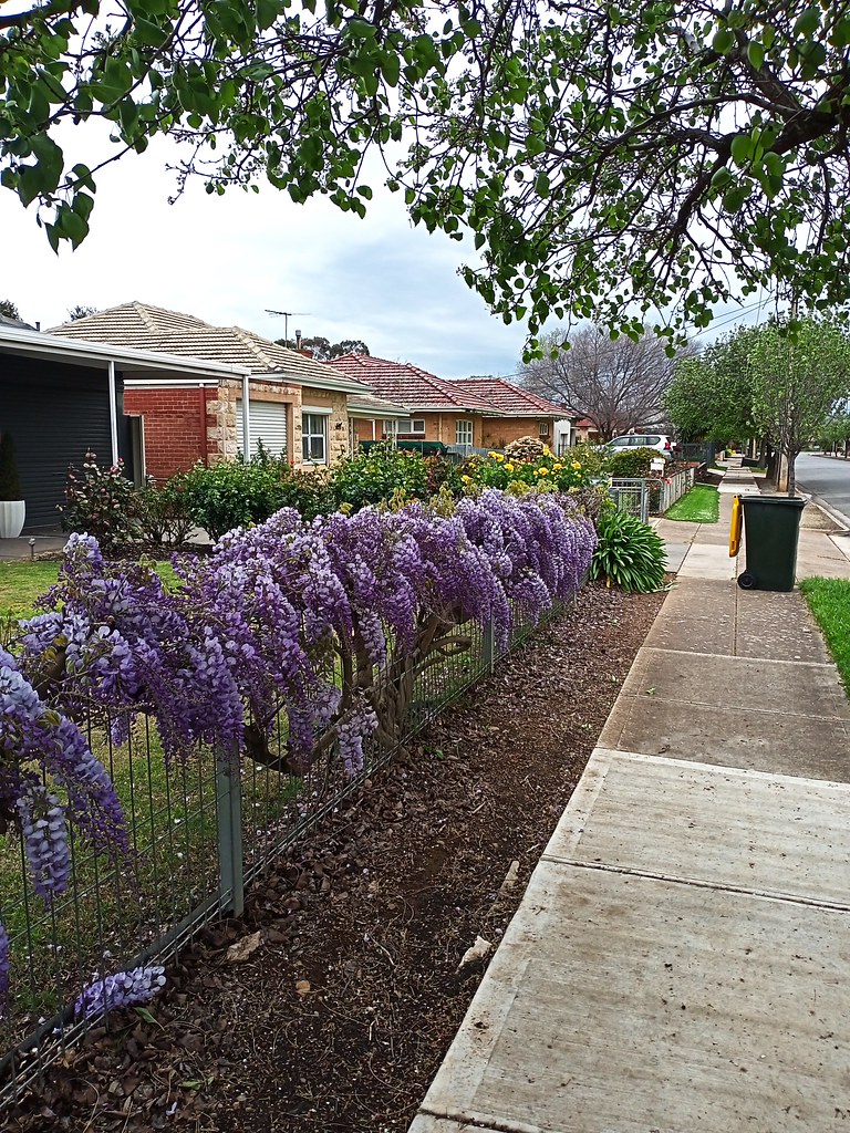 Australia suburban garden in Plympton Adelaide 2022 Flickr