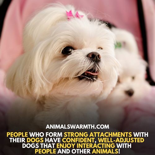 Attachment Between Dogs Dogs are known for their strong at… Flickr