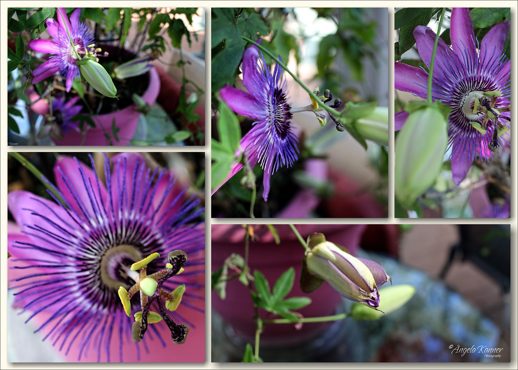 The Grand Finale... My Passion Flower plant is working ove… Flickr