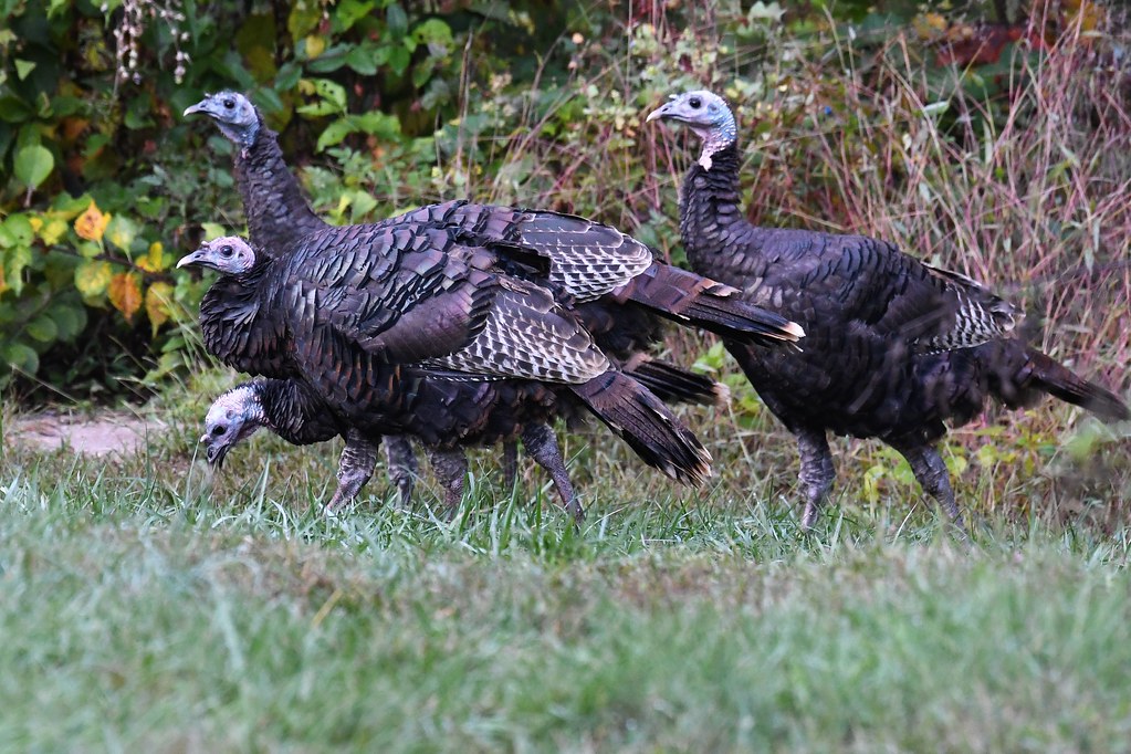 a 3headed turkey!! Middle Creek WMA Joe Wolf Flickr