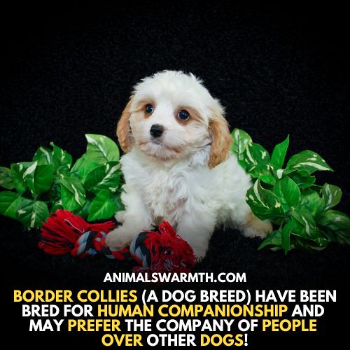 Attachment Between Dogs Dogs are known for their strong at… Flickr