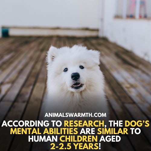 Dogs Feel Pain According to scientific studies, dogs do fe… Flickr