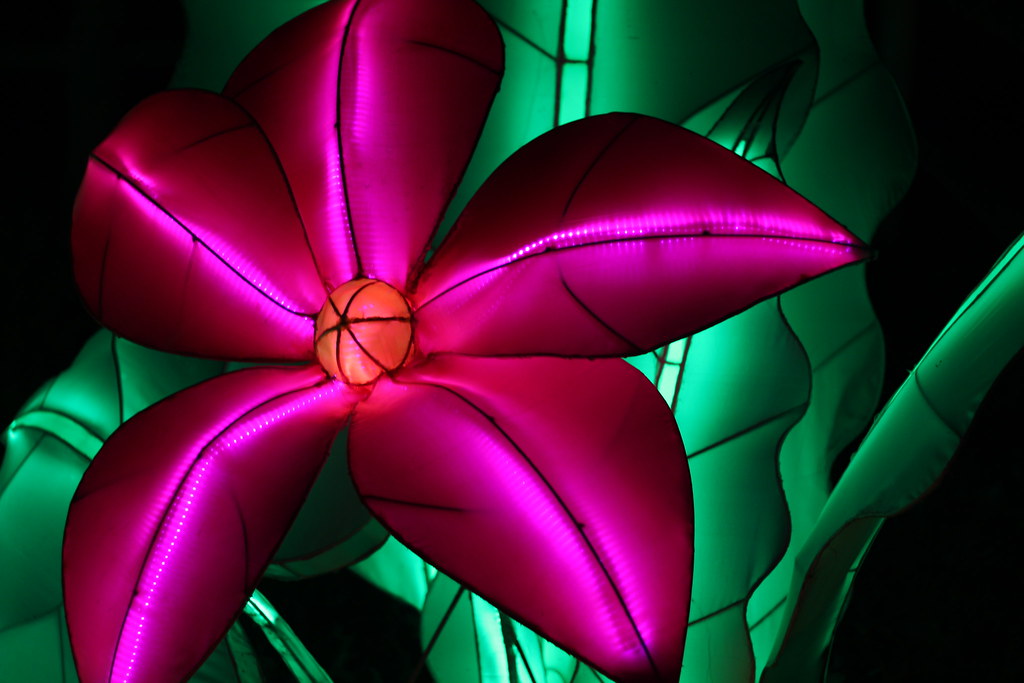 Beardsley Zoo Lantern Festival Brianna Mejia Flickr