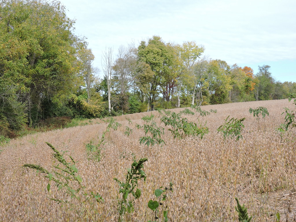Another Sunday At The Jefferson Farm 2022 Flickr