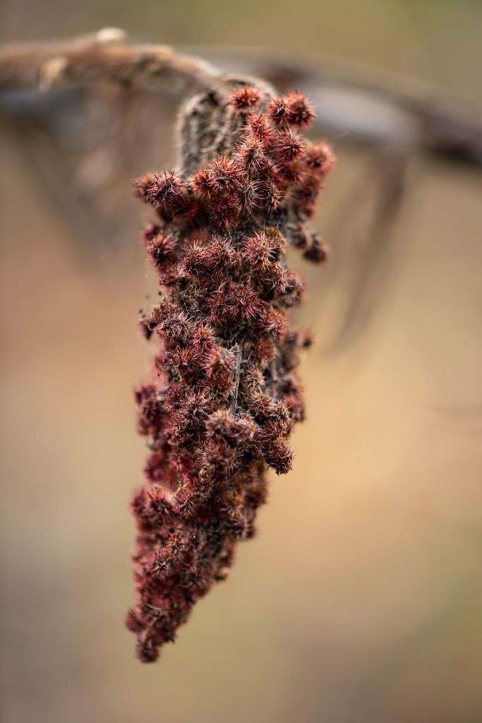 Staghorn Sumac Fruit Cedarburg Bog Saukville, WI Patricia Grindley