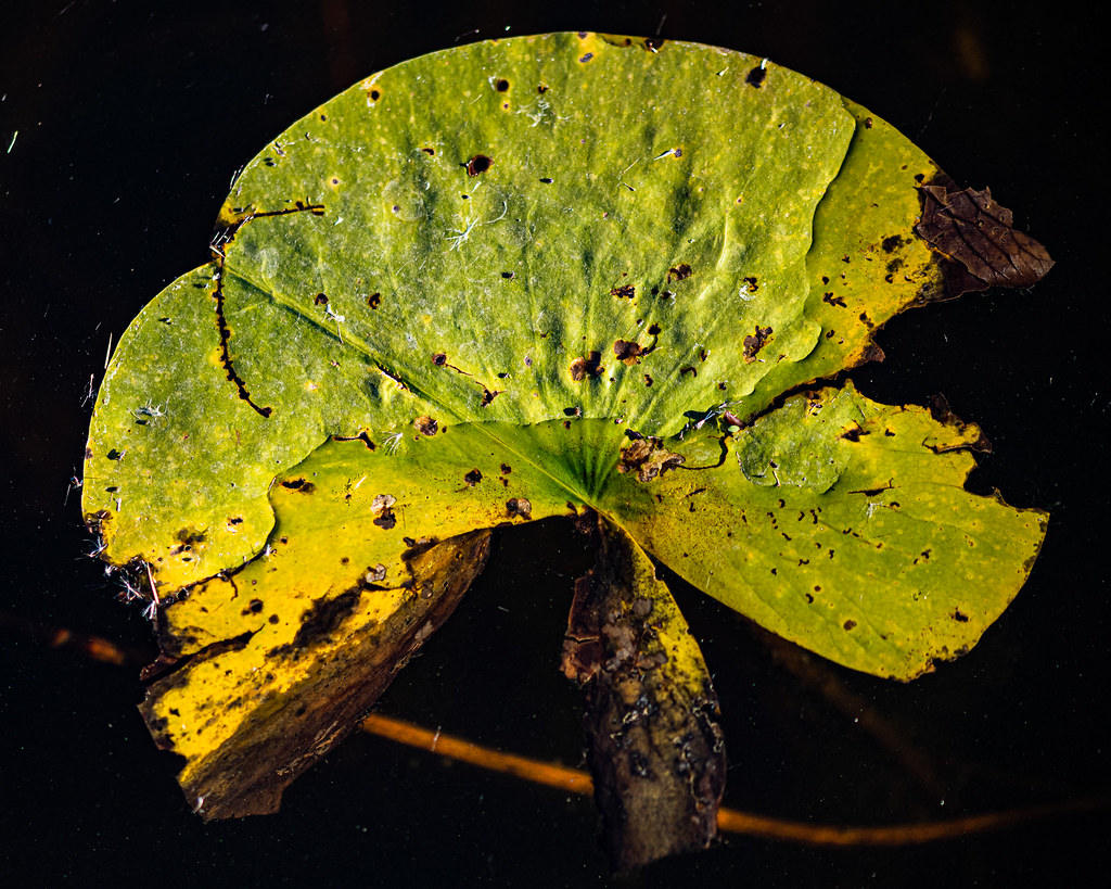 Water Lily Leaf on Watt's Lake in Autumn Cedarburg Bog Sau… Flickr