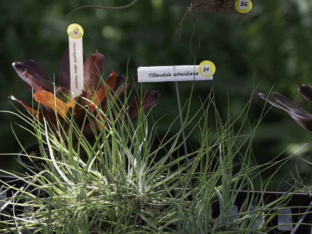 Native Butterfly Flowers from West Melbourne, Florida. Sea… Flickr