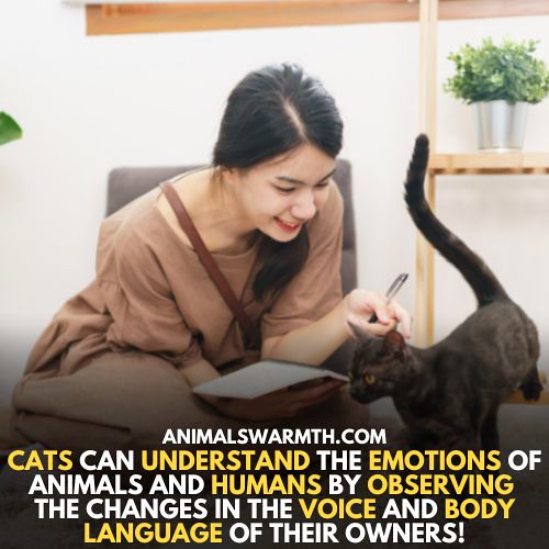 Cats Can Sense Grief Cats can understand the emotions of a… Flickr