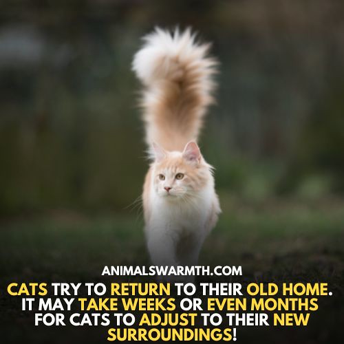 Cats Feel Abandoned Cats also form strong bonds with their… Flickr