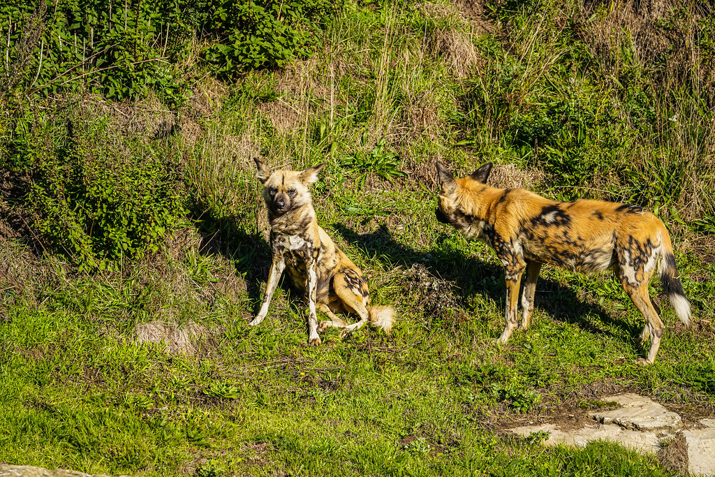 Painted Dogs 16102022 Yorkshire Wildlife Park Steve Enefer Flickr