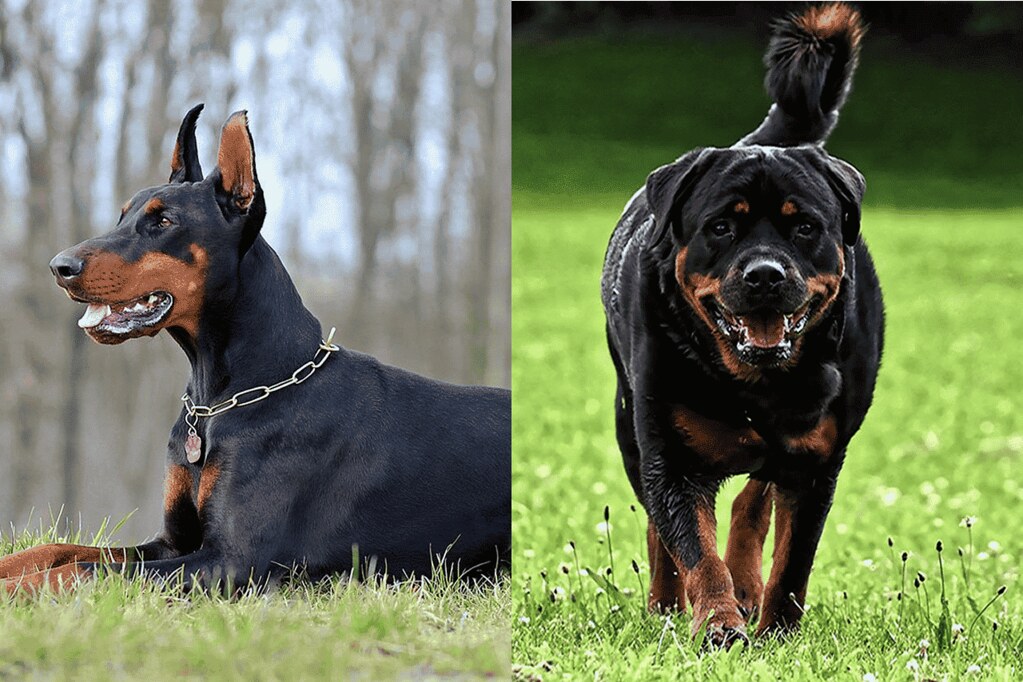Doberman Or Rottweiler? Which Is A Better Family Dog? Flickr