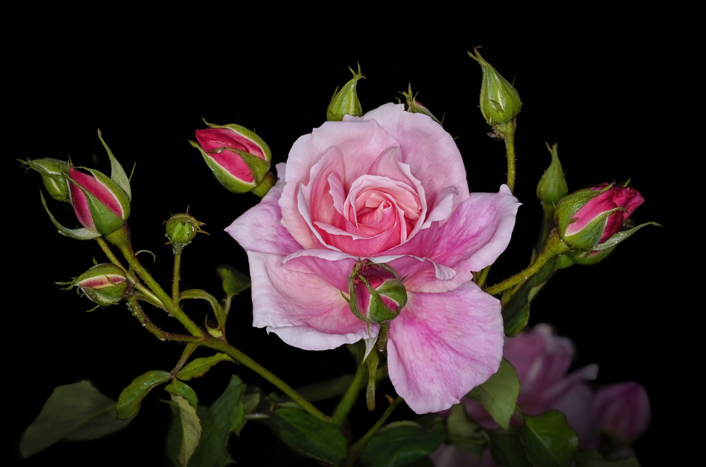 Pink Rose Baulkham Hills Rose Garden in Sydney. Loraine Blythe Flickr