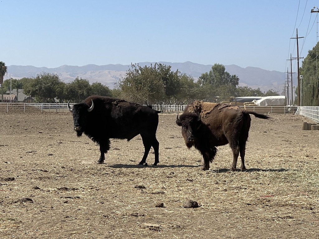 American bison at Worth Farms Coalinga, California They ra… Flickr