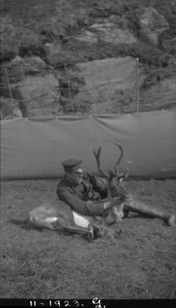 Reindeer with legs tied, Anticosti Island, Quebec / Renne … Flickr