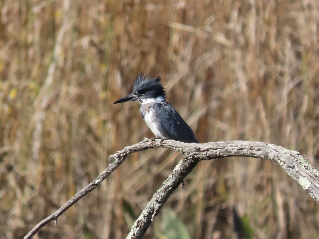 Belted Kingfisher Kenilworth Aquatic Gardens, Washington, … Gerry