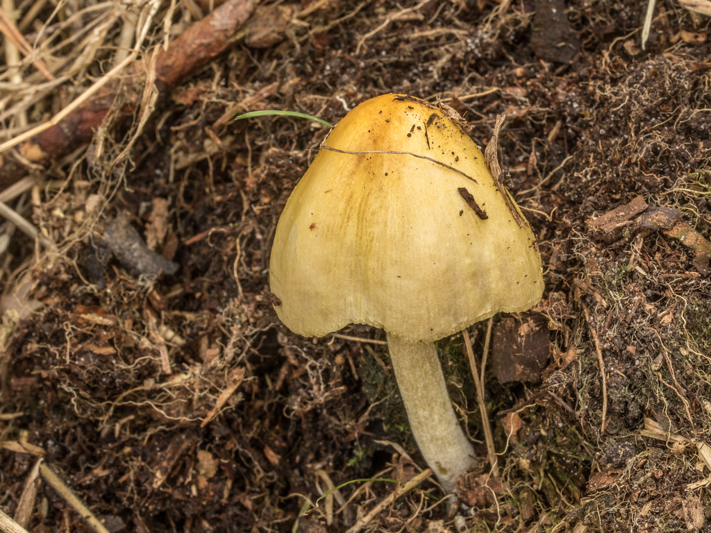 Yellow Fieldcap. Bolbitius titubans. Woolslope Meadows