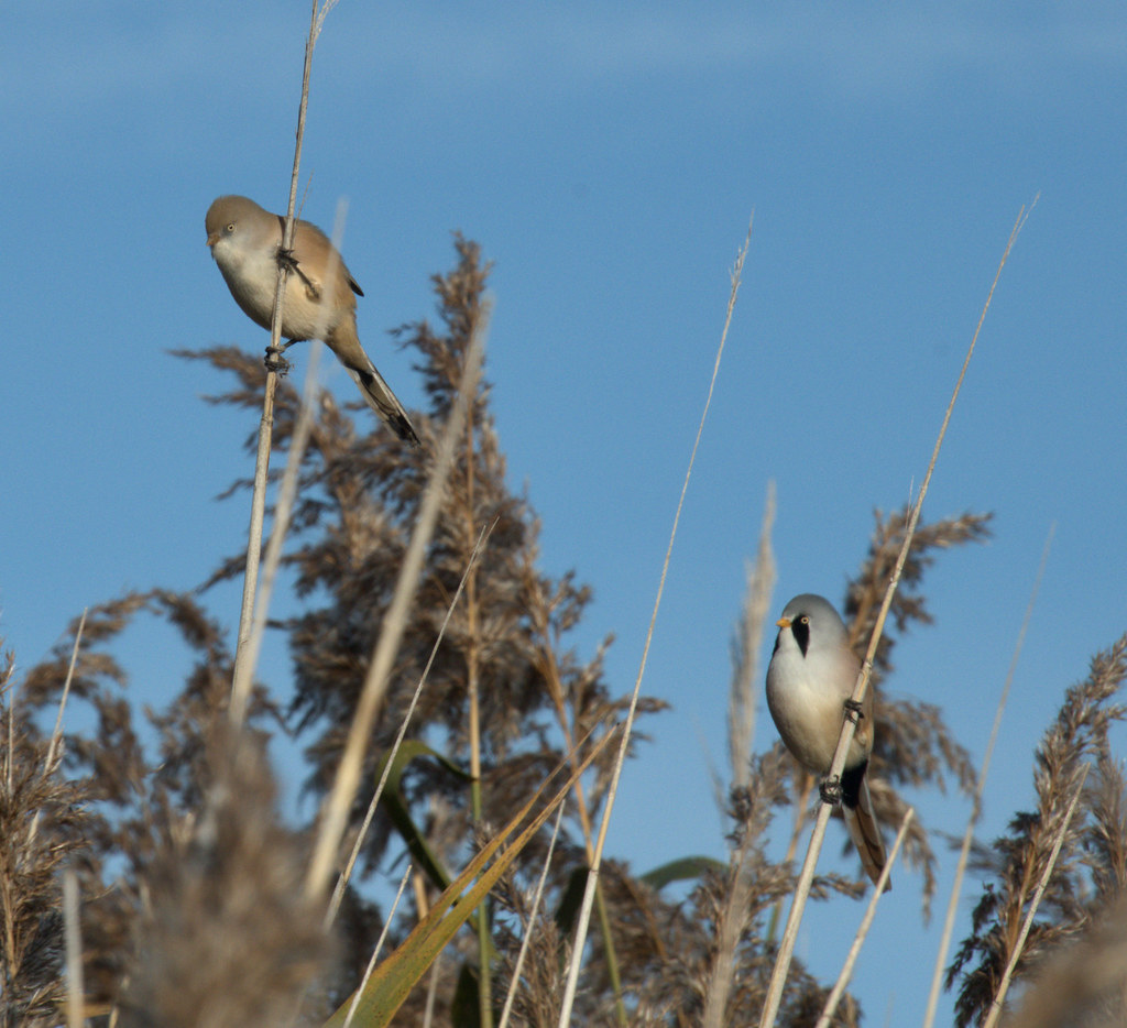 Bearded Reedlings Taken at Tay Reed Beds robert little Flickr