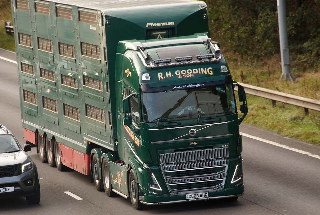 LIVESTOCK, RH GOODING, CG08 RHG Stormy Blue Flickr