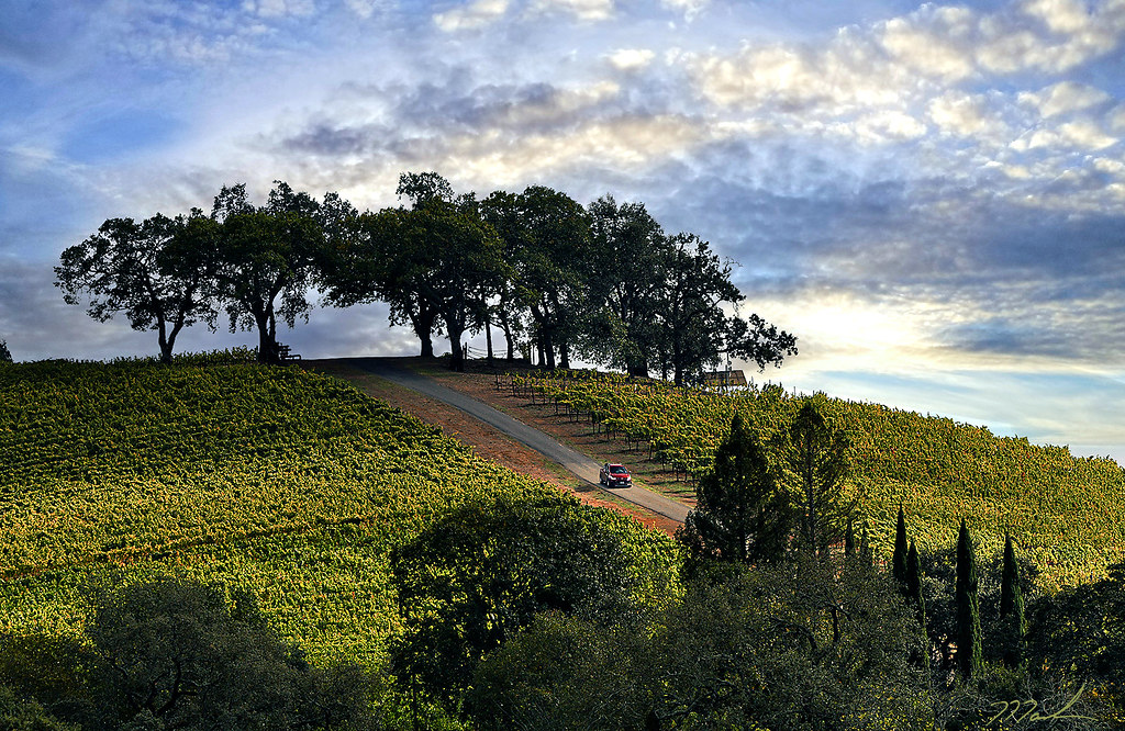 Late Afternoon on the Hill Kunde Vineyards, Kenwood Flickr