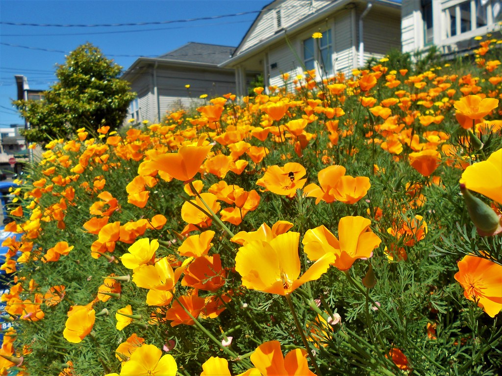 Upper Fremont flowers 6232022 Flickr