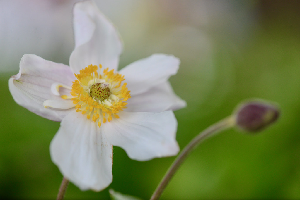 Anemone White Anemone flower taken at this years MIFGS at … Flickr