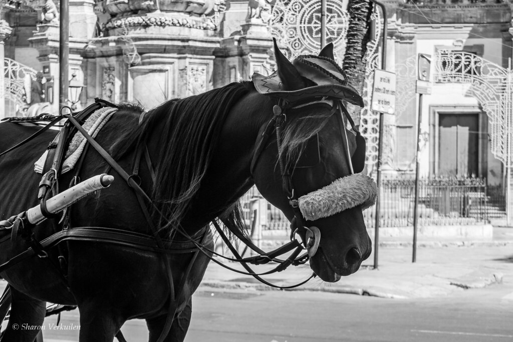 Horse with HatPalermo Street Scene In the area of the Ope… Flickr