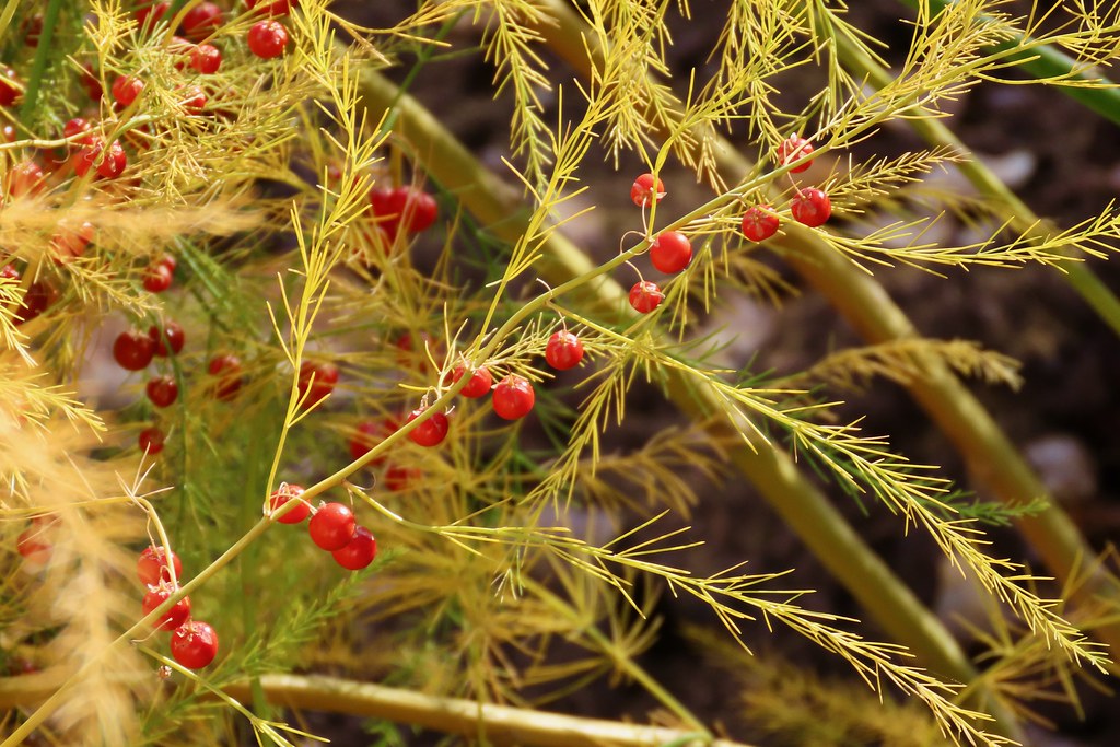 Asparagus Berries I didn't know that asparagus developed t… Flickr