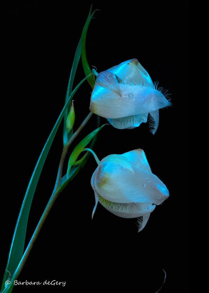 Globe Lily Calochortus albus, "Globe Lily", Fairy Lantern.… Flickr