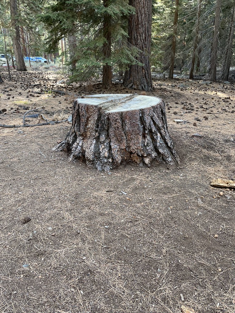 South Lake Tahoe Stump size matters Andrew Penney Photography Flickr