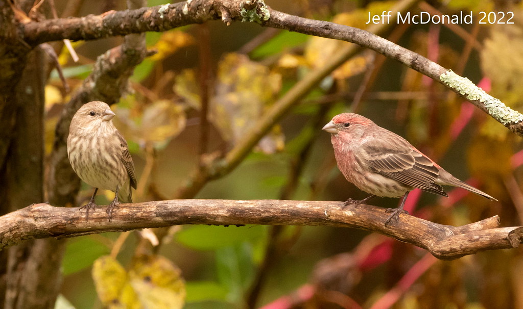 House Finches Home Allegheny County PA Jeff McDonald Flickr