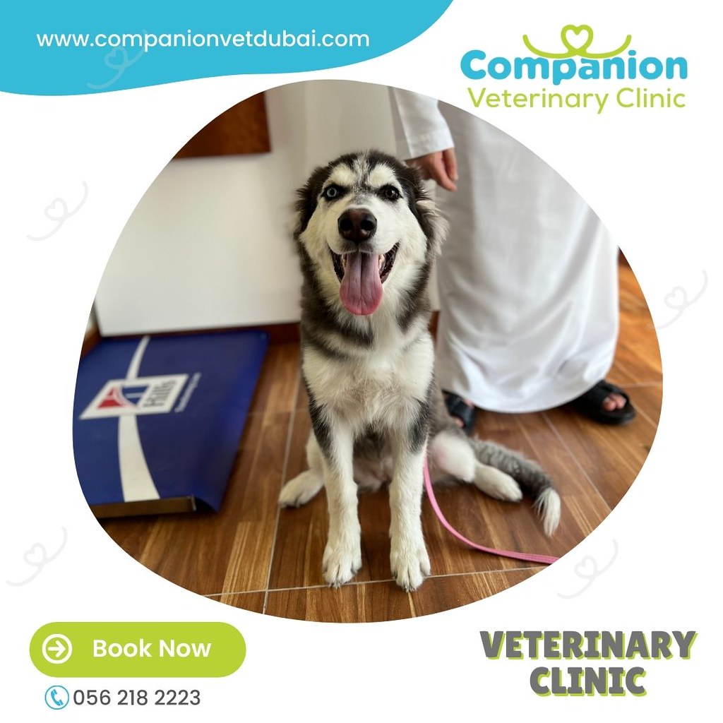 vet Companion veterinary clinic is a modern pet clinic in … Flickr