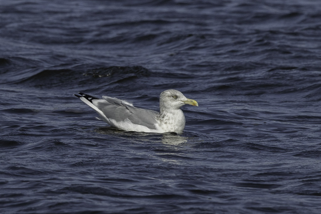 HERRING GULL View in Original size Flickr