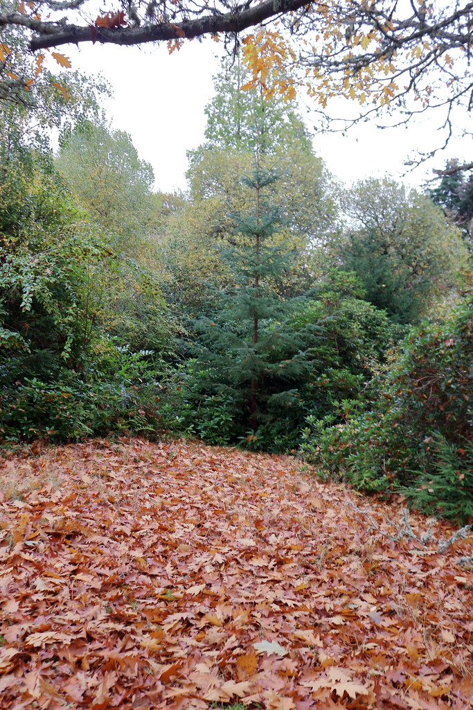 Autumn by the Pond,Coupers Pond,Macaulay Drive,Aberdeen_oc… Flickr