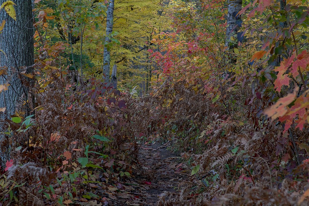 Manistee River Trail Loop Manistee National Forest, Michig… Flickr