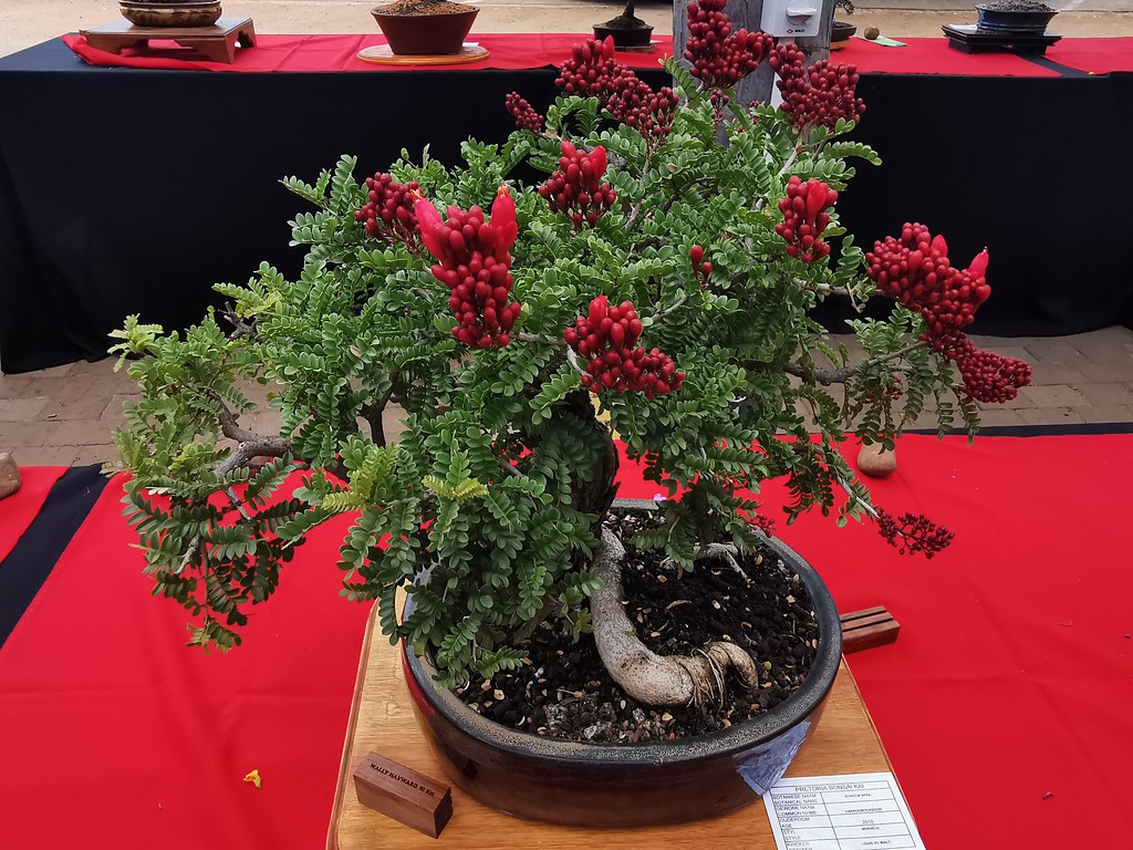 Bonsai show Norm Johnson Flickr