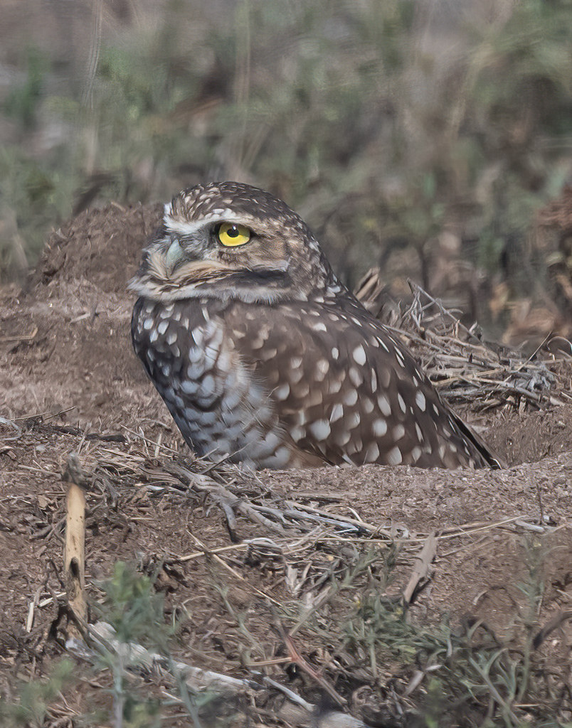 Burrowing Owl 2289 Burrowing Owl Weld County, Colorado Mike Dunn Flickr