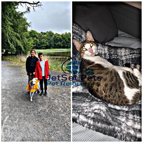 Pet Shipping Agency Dubai Pet Relocator Jetset Pets Flickr